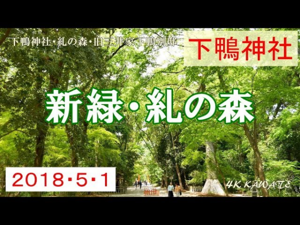 下鴨神社 糺の森 新緑 2018 京都 [4K]サムネイル