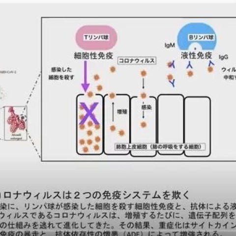 新型コロナウイルスに関してのレポートをアップします。自分なりに調べまとめました。（旧HPより添付）サムネイル